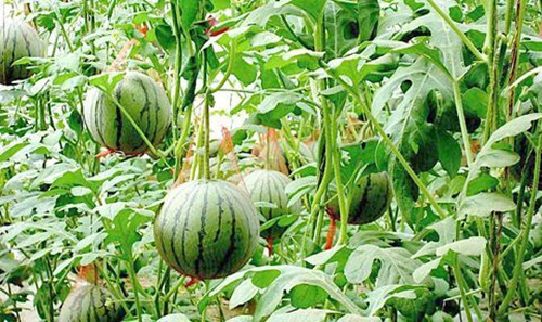91香蕉污视频係統