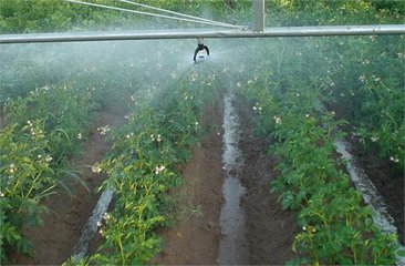 農業91香蕉污视频